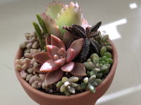 他の句植物寄せ受け教室