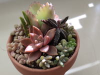 多肉植物寄せ植え教室