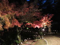 紅葉ライトアップ