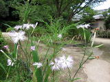 季節の花