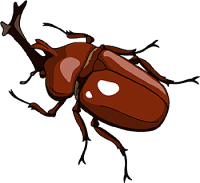 カブトムシを育てよう